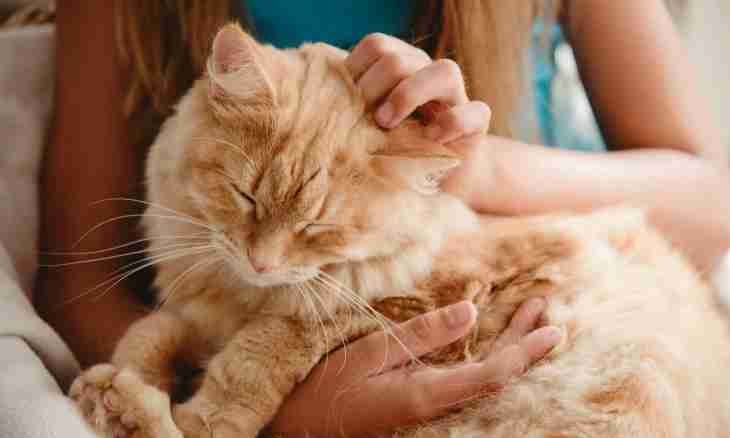 All about cats: how to look after